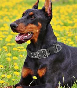 Adjustable Tactical Military Dog Collar