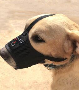 Breathable Mesh Dog Muzzle