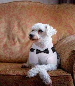 Stylish Dog Tuxedo with Bow-Tie