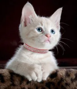 Soft Suede Rhinestone Cat Collar