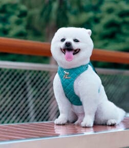 Eco-Friendly Pet Harness Set