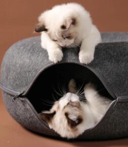 Dual-Use Donut Cat Bed & Tunnel