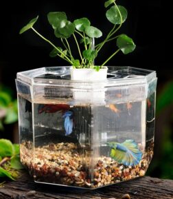 Desktop Betta Fish Tank