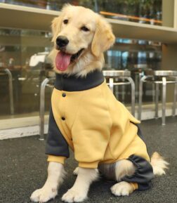 Sporty Big Dog Jacket