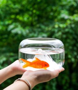 Mini Glass Fish Bowl