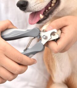 Stainless Steel Pet Nail Clippers & Grooming Scissors for Cats and Dogs