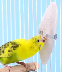 Cuttlebone Chew Toy with Metal Holder for Parakeets