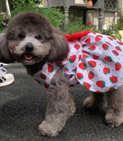 Spring Summer Bowknot Dog Dress