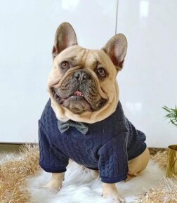 Fashion Dog Coat with Bow Tie