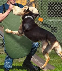 Dog Bite Training Sleeve & Body Protector for German Shepherds and Rottweilers