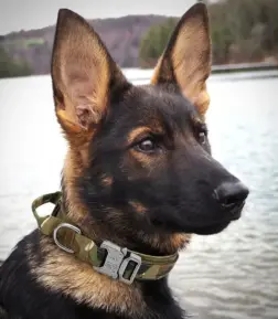 Durable Tactical Dog Harness for Medium and Large Dogs - Waterproof Nylon, Molle-Ready, No-Pull Design