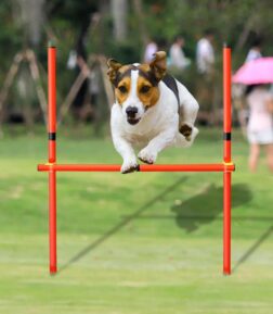 Portable Dog Agility Training Equipment