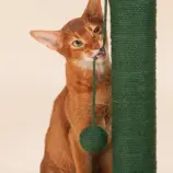 e0448196f97736d111ef54246fc79397.webp
