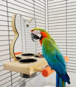 Interactive Parrot Mirror with Feeder Cups