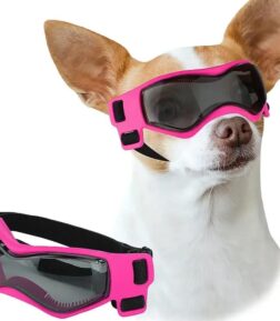 Small Dog Sunglasses
