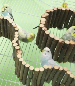 Adjustable Natural Wooden Parrot Climbing Ladder for Cage